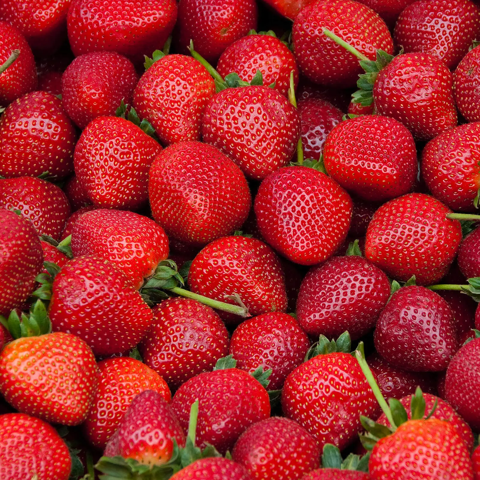 A crop of freshly picked strawberries